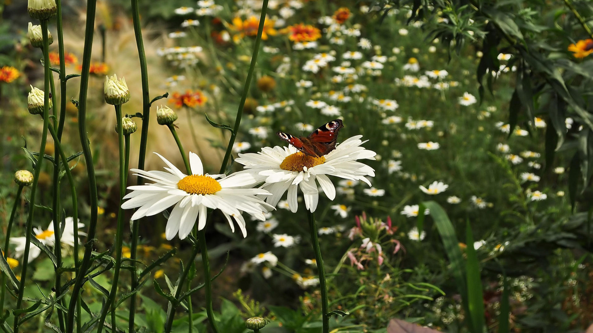 Read more about the article Open Gardens Festival