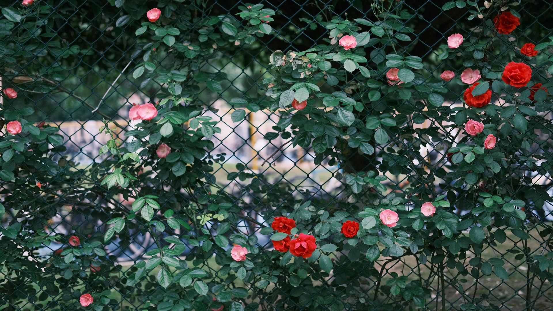 Read more about the article Program Otwarte Ogrody